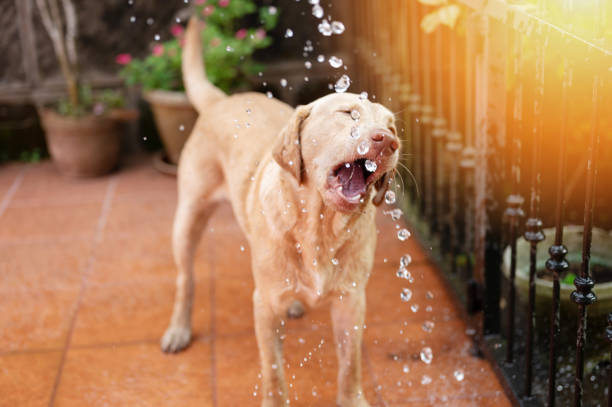Labrador dog drink water from hose on house backyard background