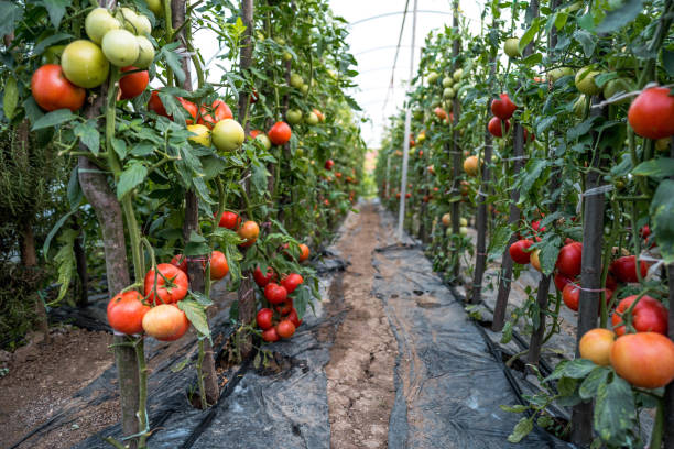 istock Organic tomatoes growing in a greenhouse 2159534905