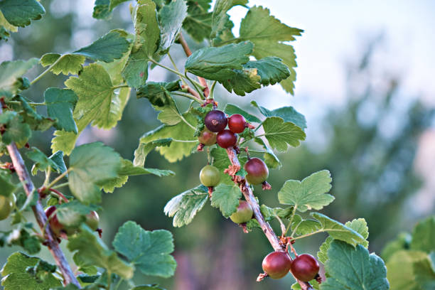 Fragment of a gooseberry bush with ripe berries.