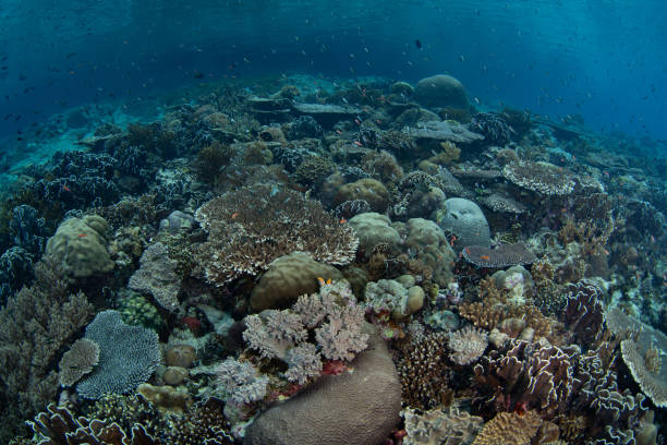 istock A Healthy Coral Reef Grows in Indonesia 2159535983