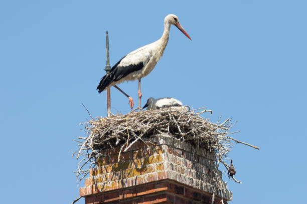 istock White stork - Ciconia ciconia - white and black bird is standing on a nest 2159538390