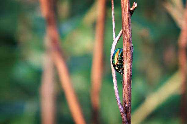 Macro shot of a green beetle sitting on a tree branch.