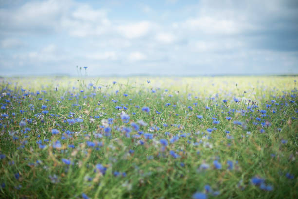 field with cornflowers on a warm sunny summer day, background, blooming summer meadow
