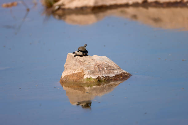 a terrapin in a waterhole in Namibia