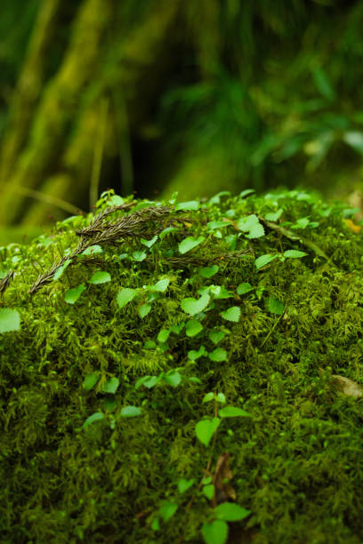 istock Ivy leaves growing on mossy rocks in the forest 2159541557