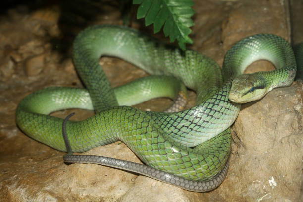 istock Close up head red tailed rat snake in garden 2159541657