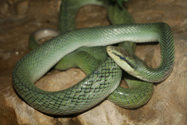 istock Close up head red tailed rat snake in garden 2159541674