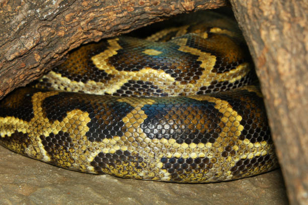 Indian Python Body Patterns 100+ Indian Rock Python Stock Photos, Pictures & Royalty-Free Images ...