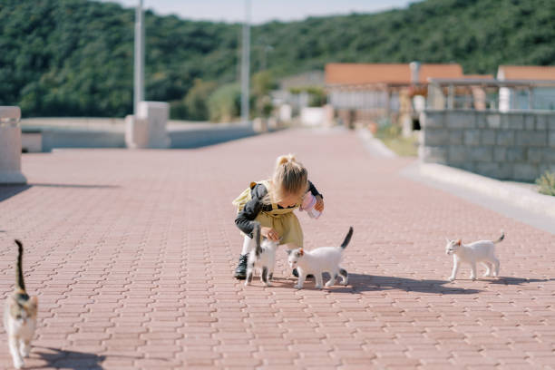 Little girl strokes white kittens while squatting on a paved road. High quality photo