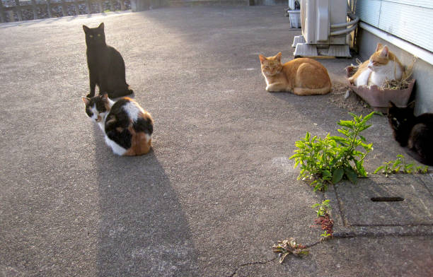 istock Gathering of stray cats 2159545090