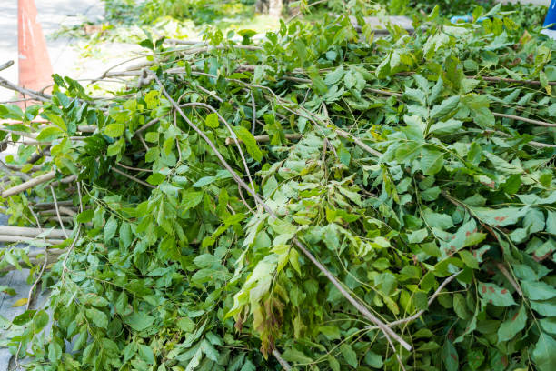 istock Logs and leaves after cutting down trees 2159546006