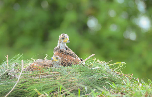 istock In the hawk's nest,  Baby harris hawk is resting 2159546113