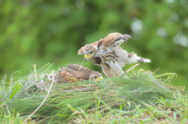 istock In the hawk's nest,  Baby harris hawk is resting 2159546119