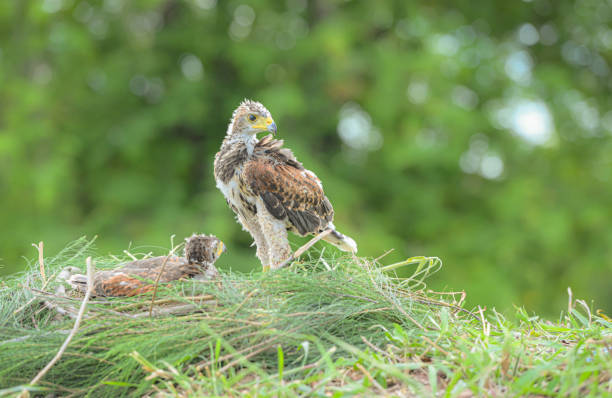 istock In the hawk's nest,  Baby harris hawk is resting 2159546123