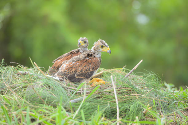 istock In the hawk's nest,  Baby harris hawk is resting 2159546131