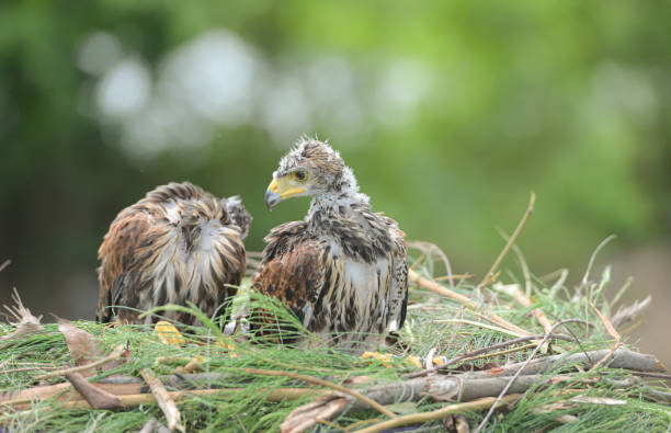 istock In the hawk's nest,  Baby harris hawk is resting 2159546163
