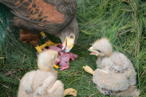 Harris hawk eat and feed prey