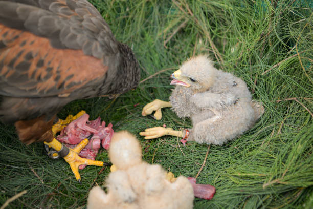 istock Harris hawk eat and feed prey 2159546583
