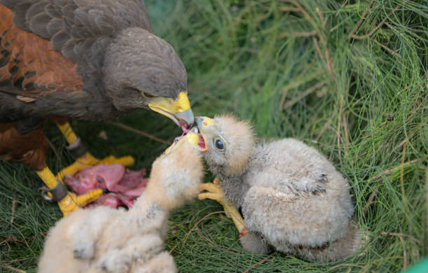 istock Harris hawk eat and feed prey 2159546588