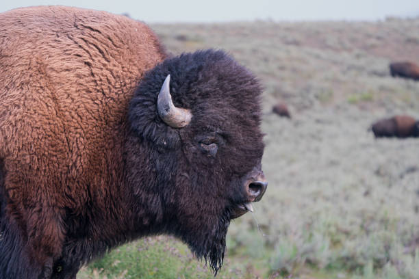 istock Solitary bison head with blue tongue 2159546604
