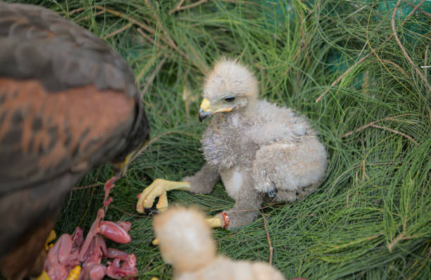 istock Harris hawk eat and feed prey 2159546605