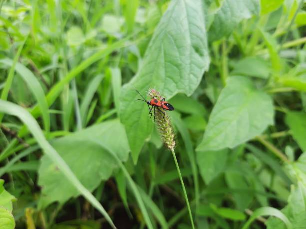 bug on a green leaf. Insect on the green leaf.