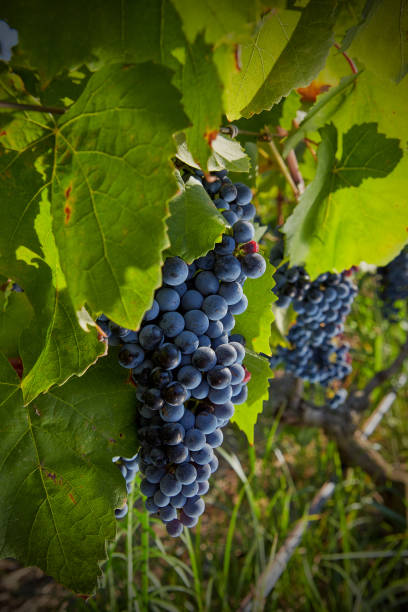 Ripe Grapes ready for Harvest