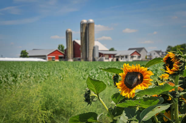 Honey Bee on a Sunflower