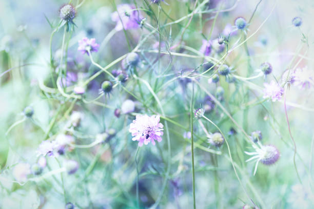 istock Nature background with spring flowers. Selective and soft focus. Close up. 2159553366