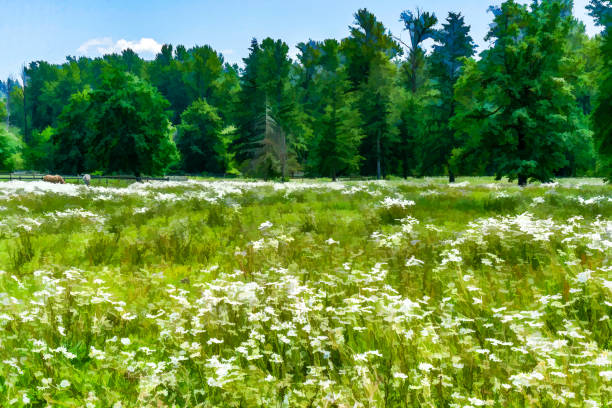 Daisy chrysanthemum flowers with blossom in summer cloudy evening on fresh green meadow