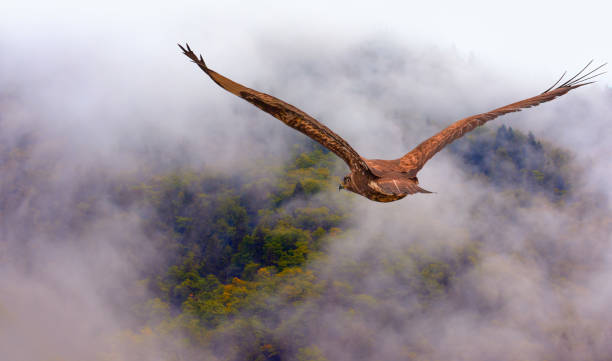 istock Fog covering on the mountain forest with red tailed hawk 2159554937