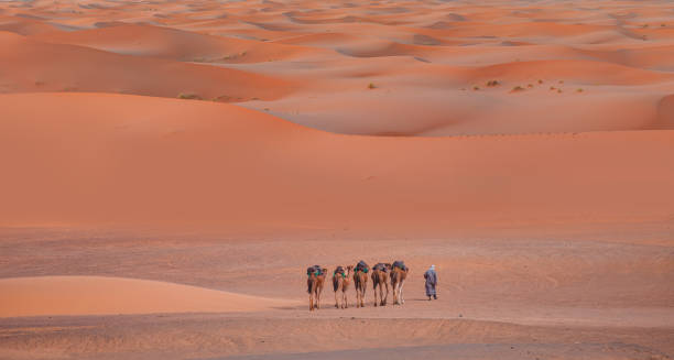 istock Camel caravan in the desert at sunrise -  Sahara, Morrocco 2159555684