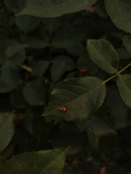 A ladybug resting on a leaf in a dark green garden.