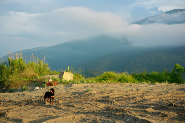istock A dog is standing on a sandy beach near a mountain 2159556894