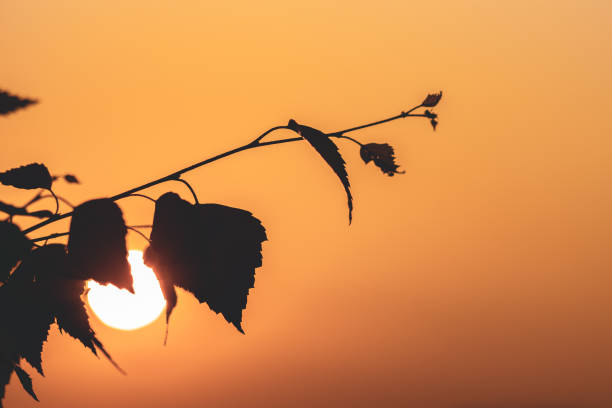 istock A leafy branch with a sun in the background 2159556933