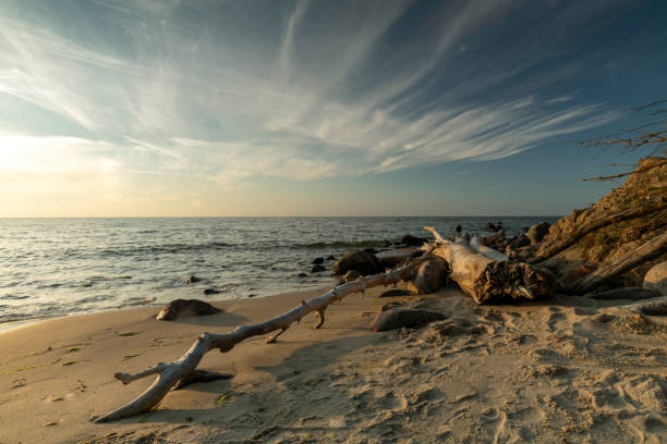 Romantic scene of a female awakening at first light of day draped across a huge piece of driftwood on  shore during incoming tide at Mackenzie Beach, Tofino, Vancouver Island, British Columbia, Canada
