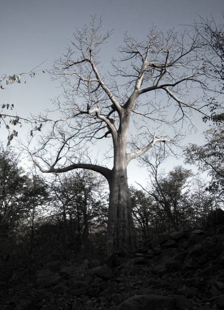 Baobab tree close to Lake Kariba, Zimbabwe.
