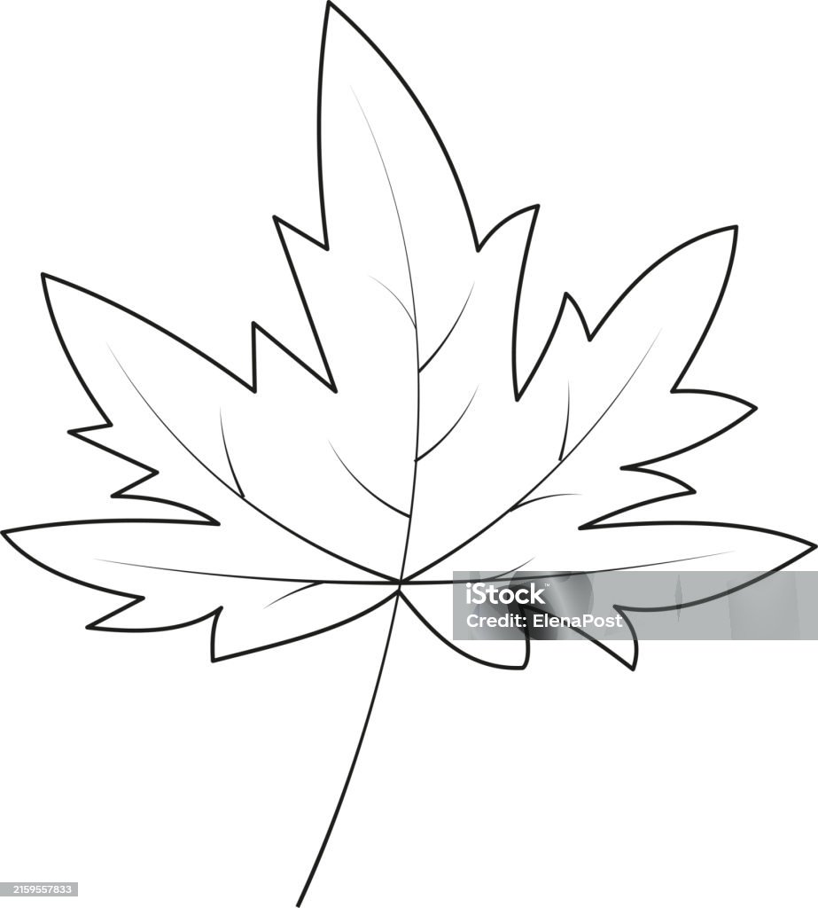 Maple Graphic Simple Maple Leaf Simple Vector Minimalist Concept Flat Style Illustration ...