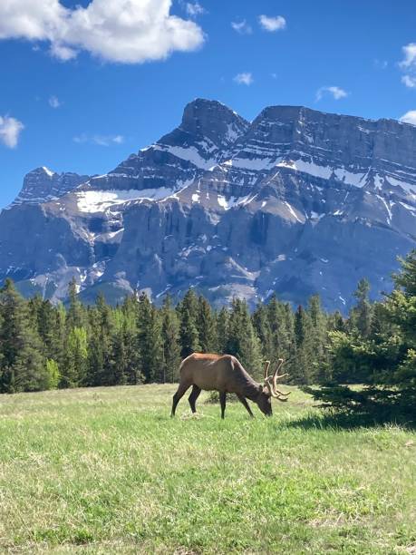 istock Grazing Giant -  Banff's Elk 2159557853