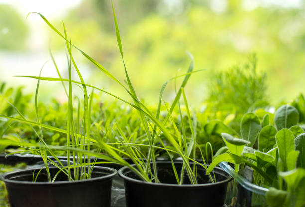 Flower seedlings on the windowsill.