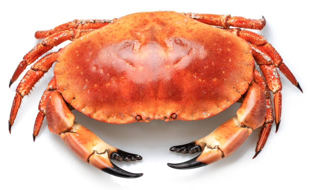 istock Edible brown cooked crab isolated on white background. 2159560676