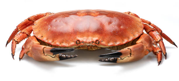 istock Edible brown cooked crab isolated on white background. 2159560682