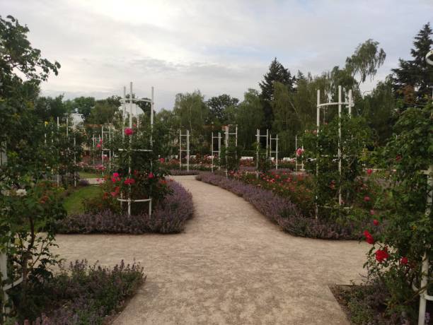 A winding pathway through a rose garden with white trellises.