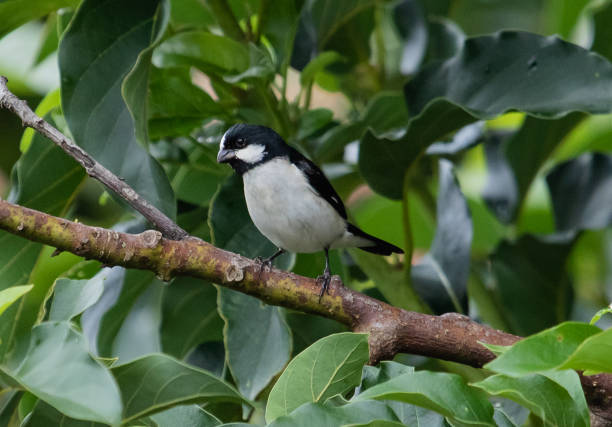 istock black and white songbird 2159562511