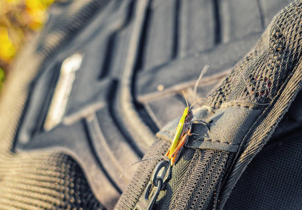 istock Jumping grasshopper insect sits on backpack in nature 2159562833
