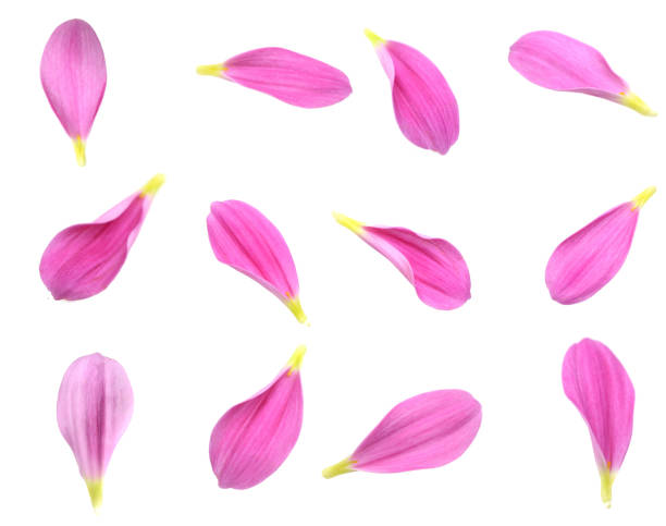 istock Set of pink chrysanthemum petals 2159564702