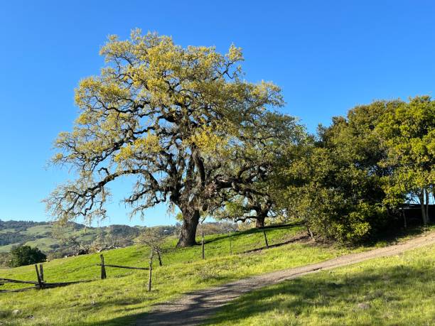 istock Crane Creek Regional Park, Sonoma County, CA 2159565184