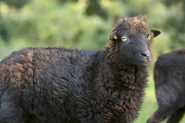 istock Freshly fleeced female ouessant sheep 2159565476
