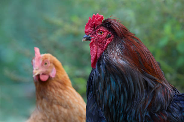 istock Close up of rooster and chicken 2159565539