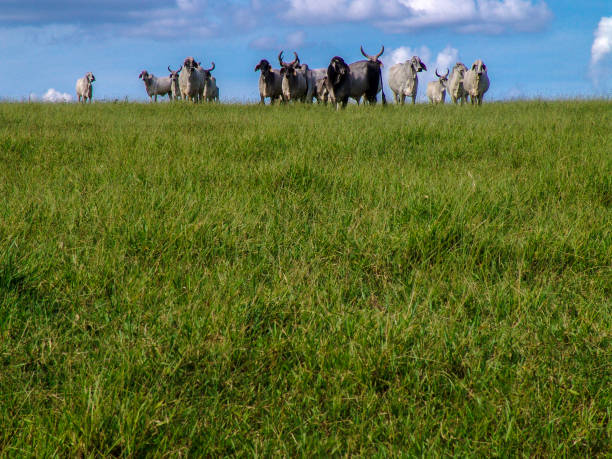 istock Guzera cattle feed in the pasture 2159565625